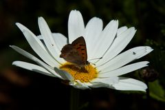 Mittwochsblümchen mit kleinem Feuerfalter