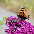 Mittwochsblümchen mit kleinem Fuchs