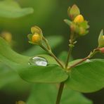 Mittwochsblümchen mit kleiner Dienstagsspiegelung