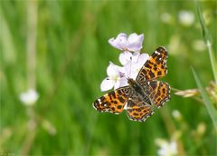 Mittwochsblümchen mit ' Landkärtchen der Frühlingsform '