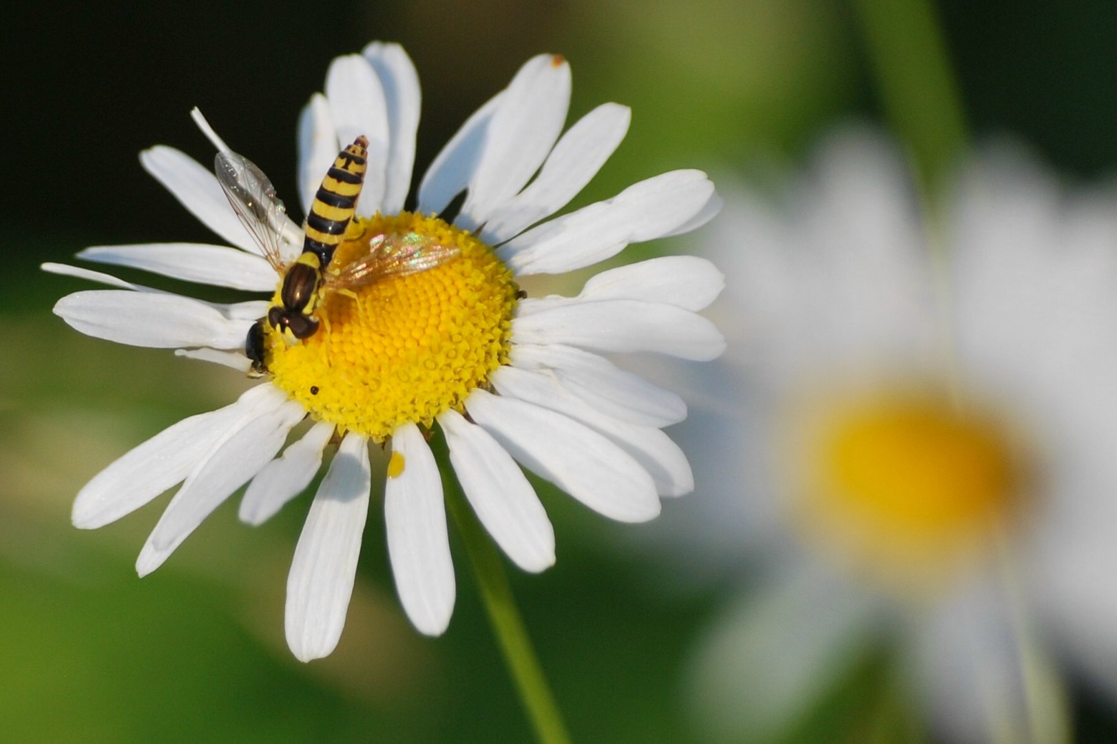 Mittwochsblümchen mit Langbauchschwebfliege