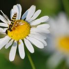 Mittwochsblümchen mit Langbauchschwebfliege