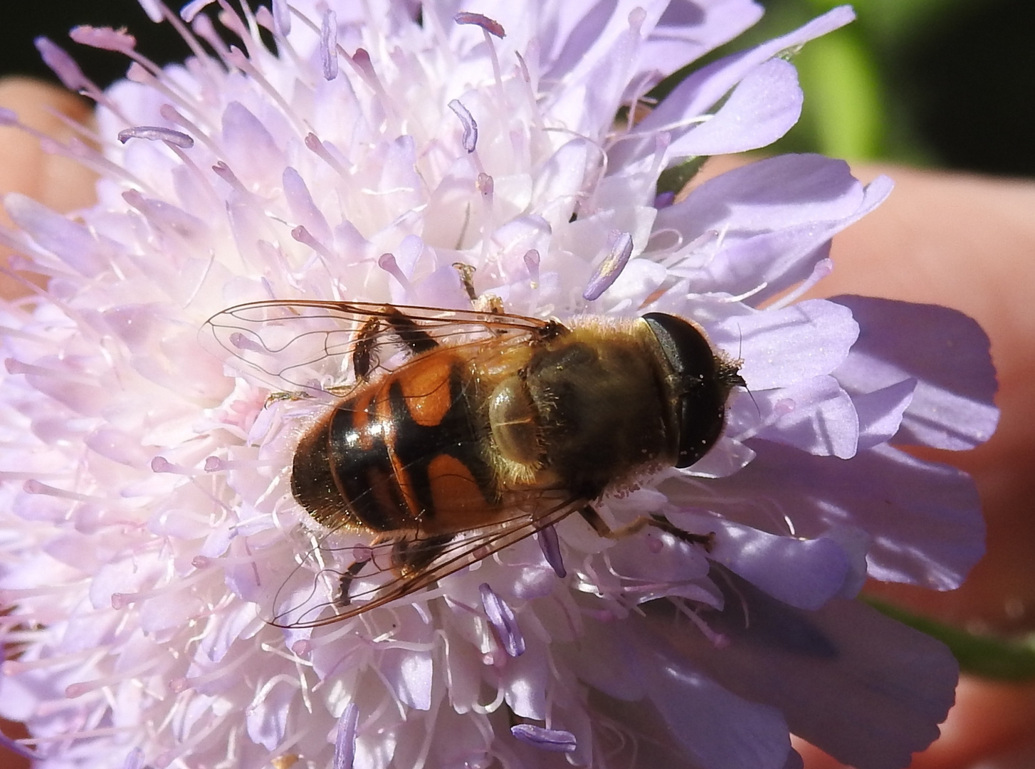 Mittwochsblümchen mit Mistbiene 