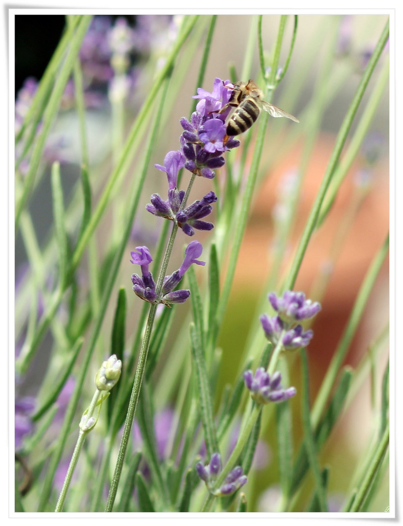 Mittwochsblümchen mit Mittwochsbienchen....