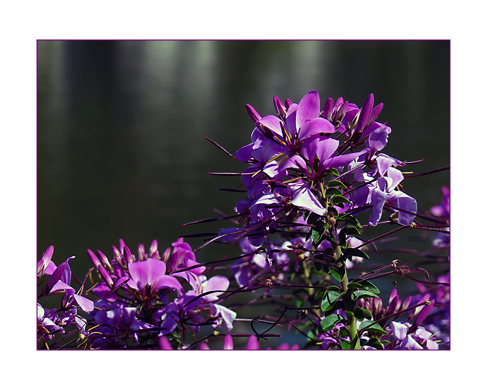 Mittwochsblümchen mit Mosel im Hintergrund