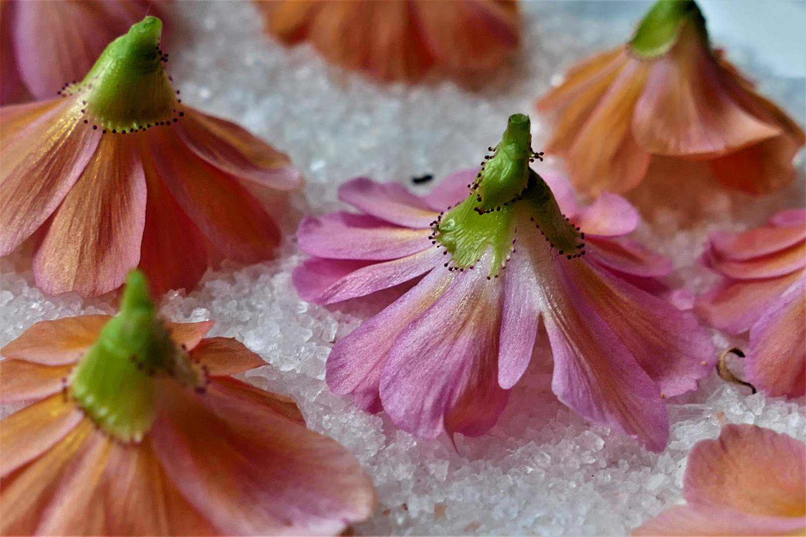 Mittwochsblümchen mit Perlenkragen