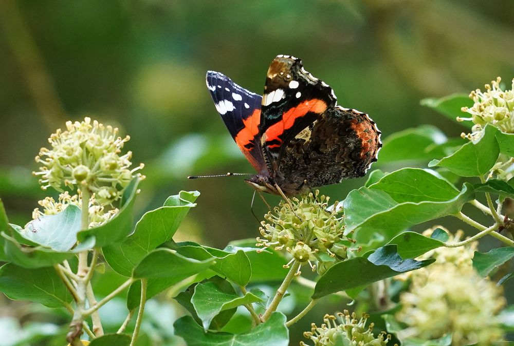 Mittwochsblümchen mit Schmetterling