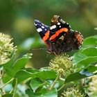 Mittwochsblümchen mit Schmetterling