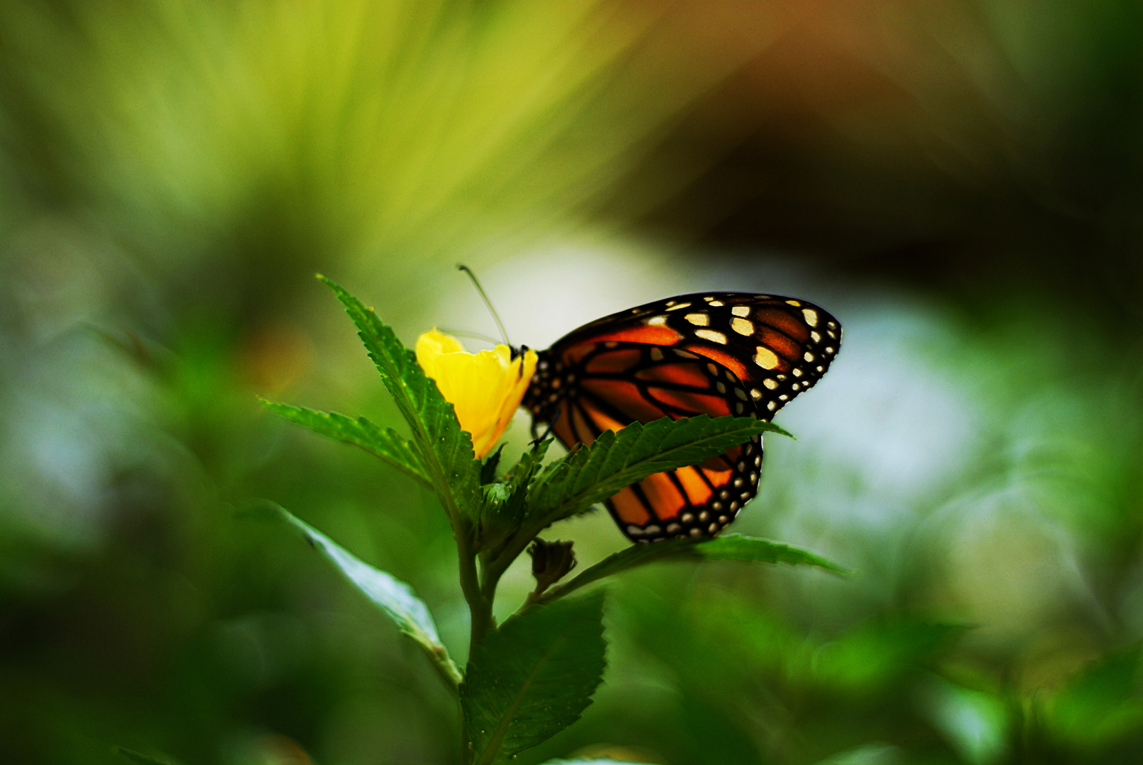 Mittwochsblümchen mit Schmetterling