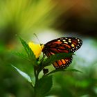 Mittwochsblümchen mit Schmetterling