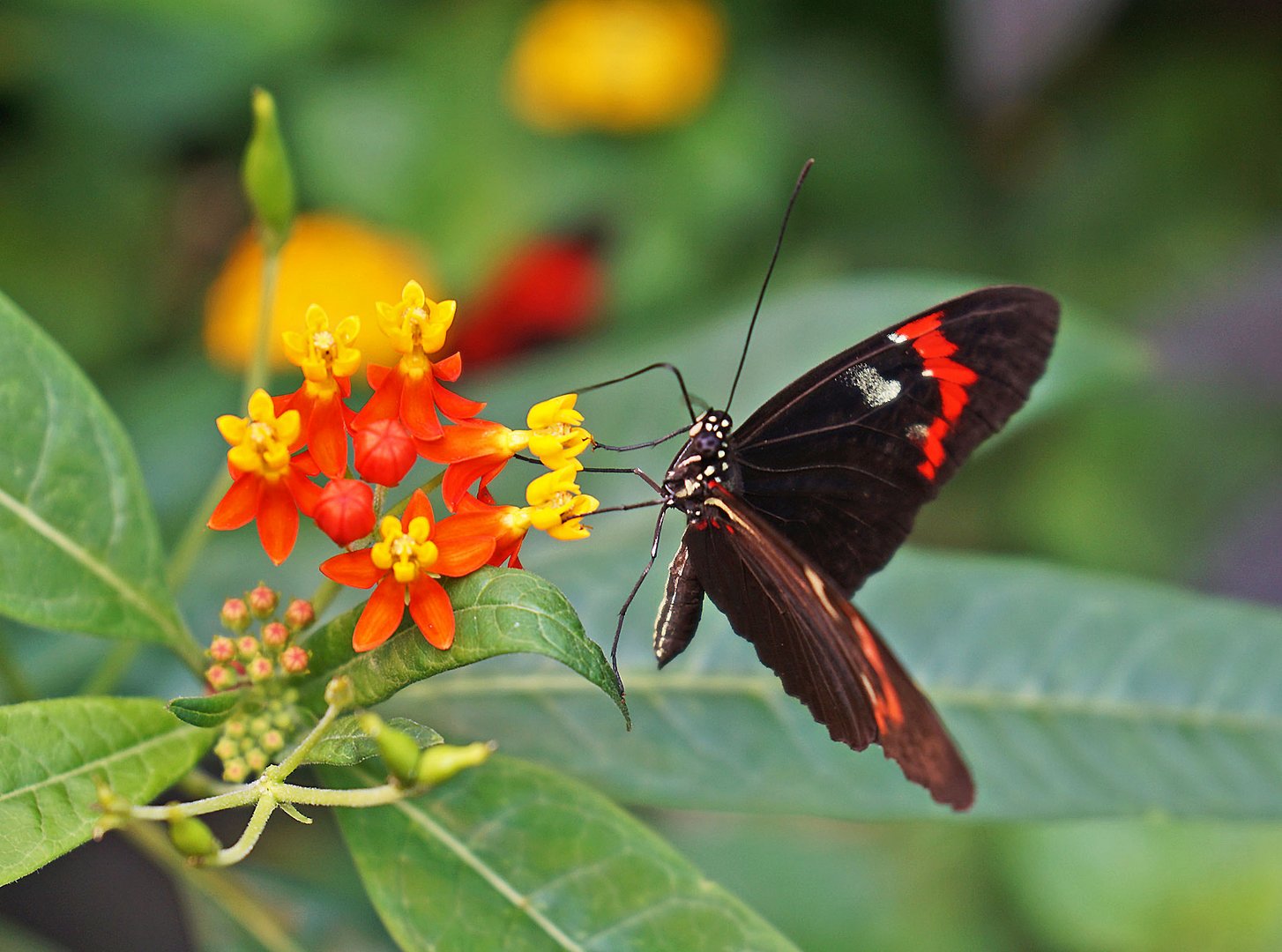 Mittwochsblümchen mit Schmetterling