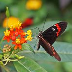 Mittwochsblümchen mit Schmetterling