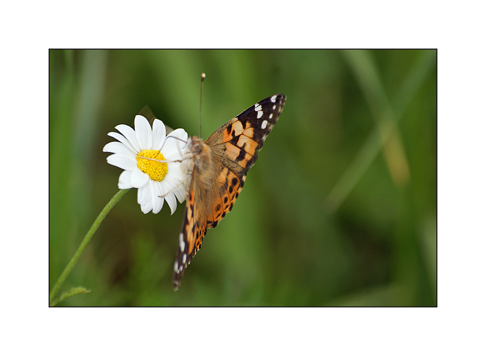 Mittwochsblümchen mit Schmetterling