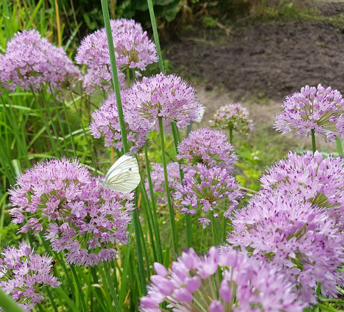 Mittwochsblümchen mit Schmetterling