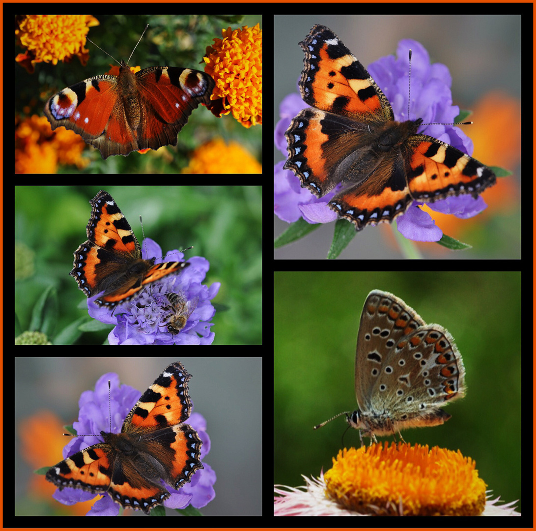 Mittwochsblümchen mit Schmetterlingen — Collage 