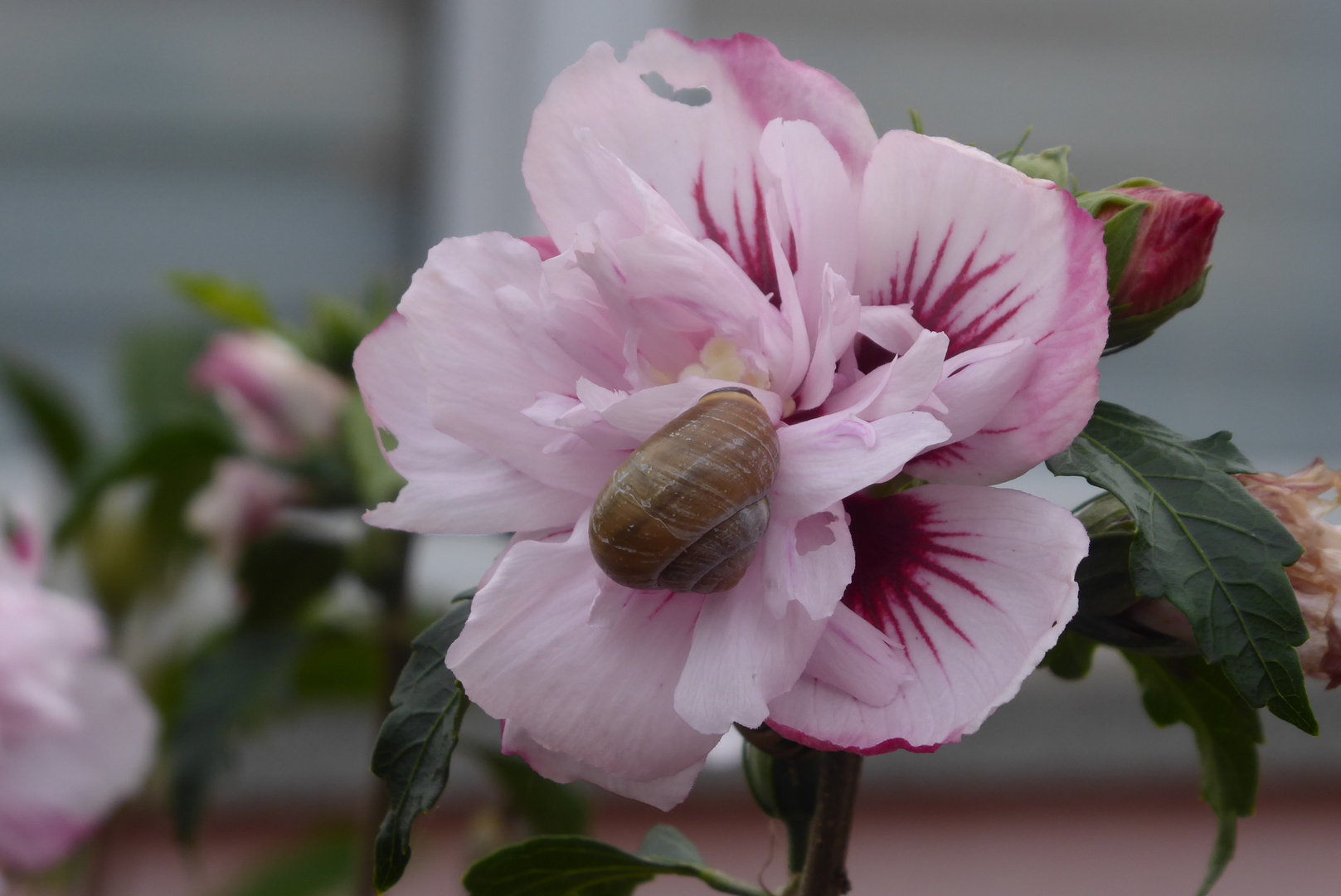 Mittwochsblümchen mit Schnecke