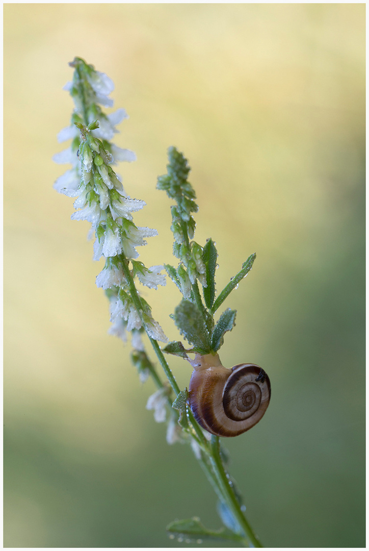 Mittwochsblümchen mit Schnecke