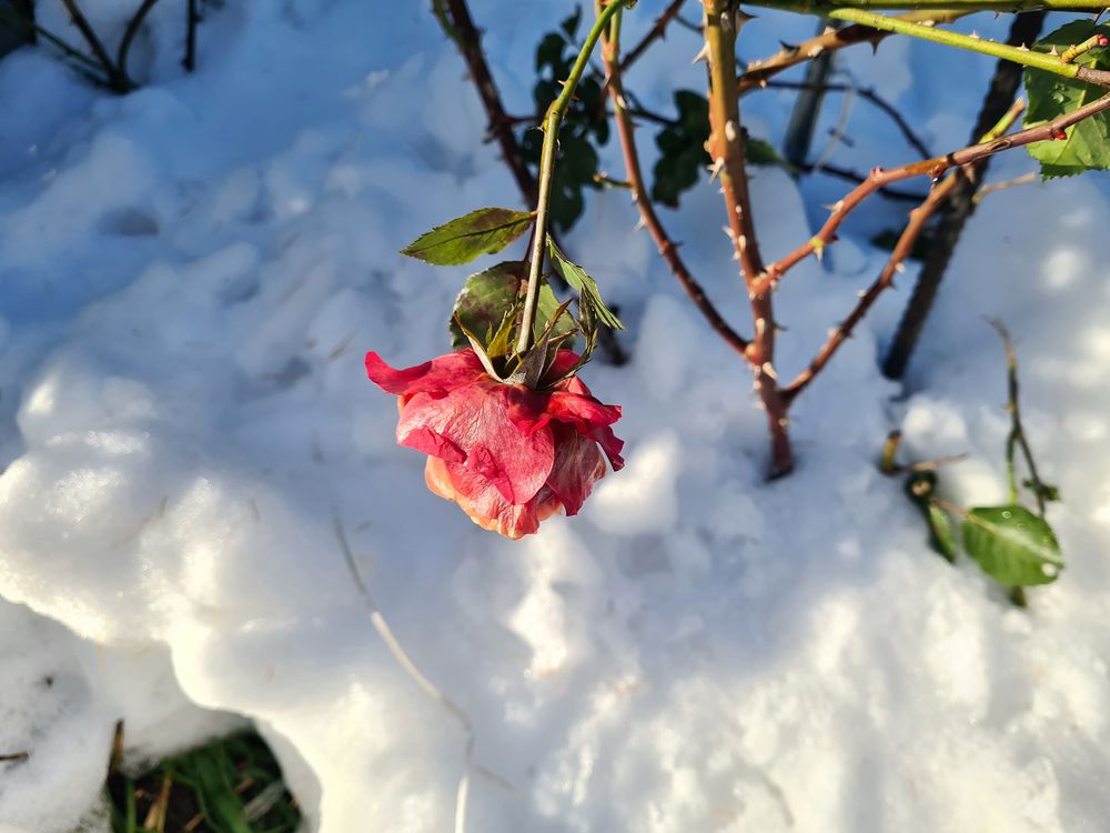 Mittwochsblümchen mit Schnee