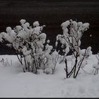 Mittwochsblümchen mit Schneehauben...