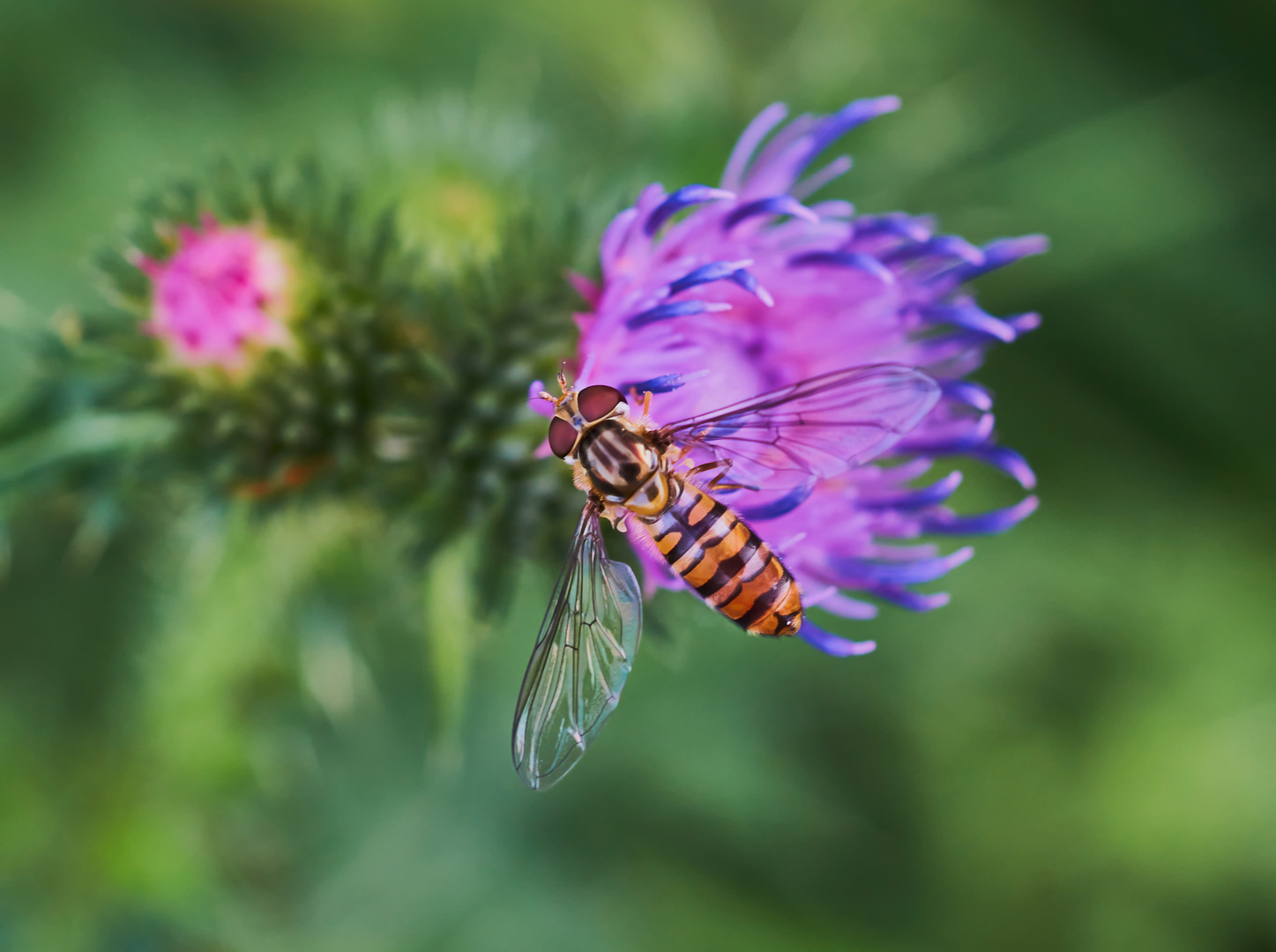 Mittwochsblümchen mit Schwebfliege