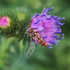 Mittwochsblümchen mit Schwebfliege