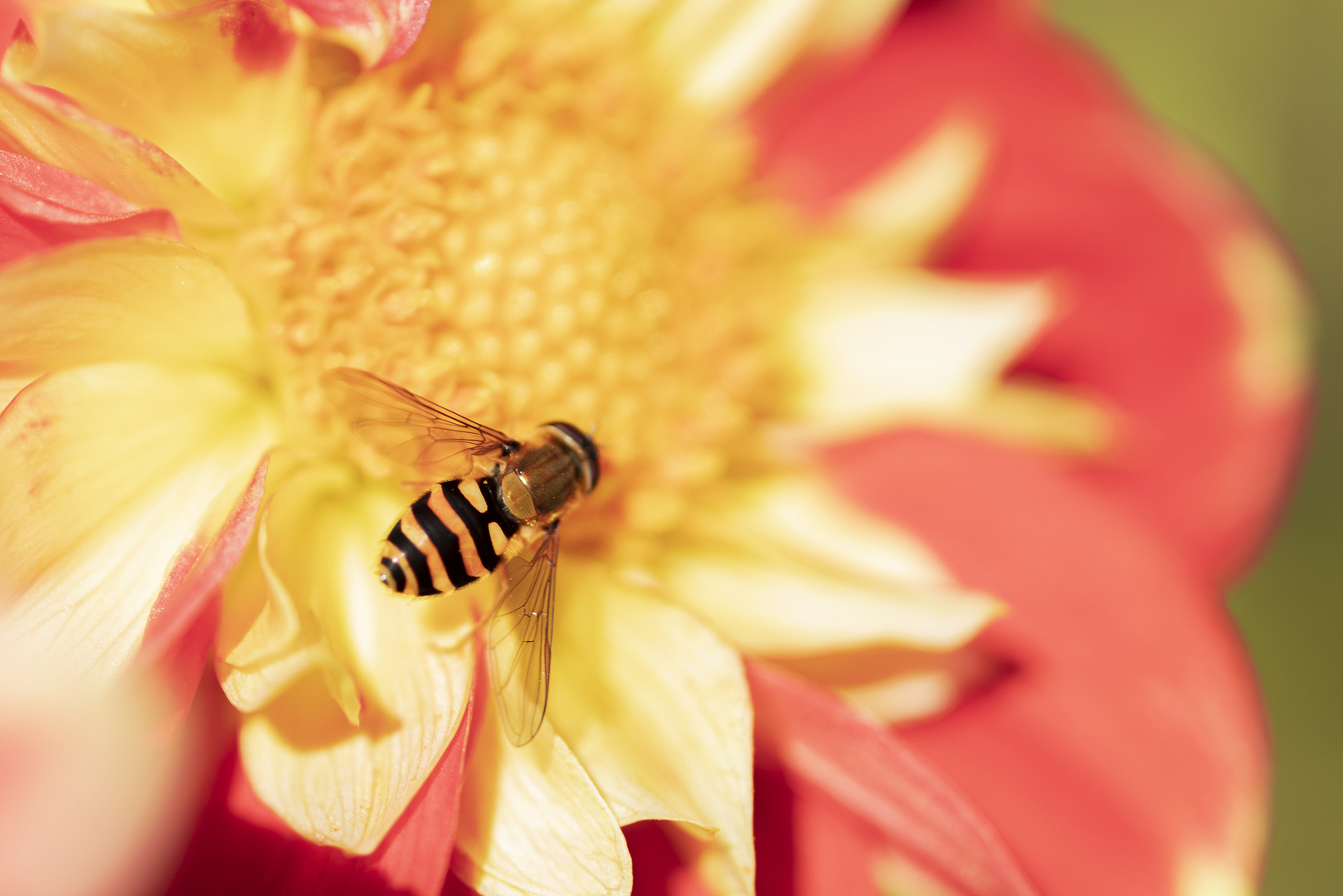 Mittwochsblümchen mit Schwebfliege