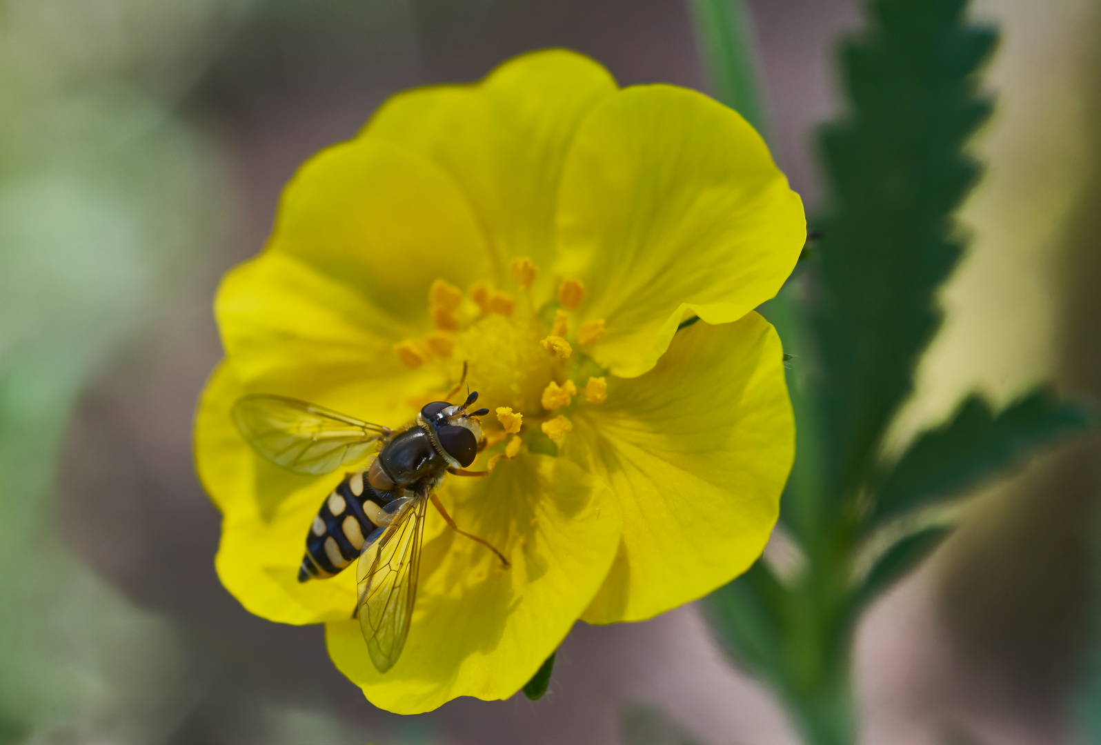 Mittwochsblümchen mit Schwebfliege.