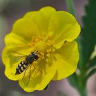 Mittwochsblümchen mit Schwebfliege.