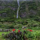 Mittwochsblümchen mit Wasserfall