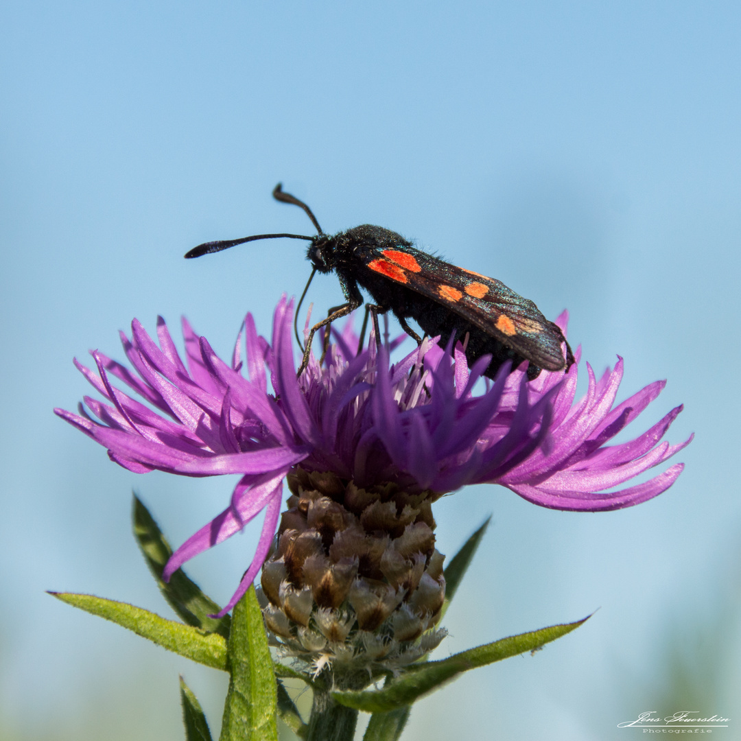 Mittwochsblümchen mit Widderchen