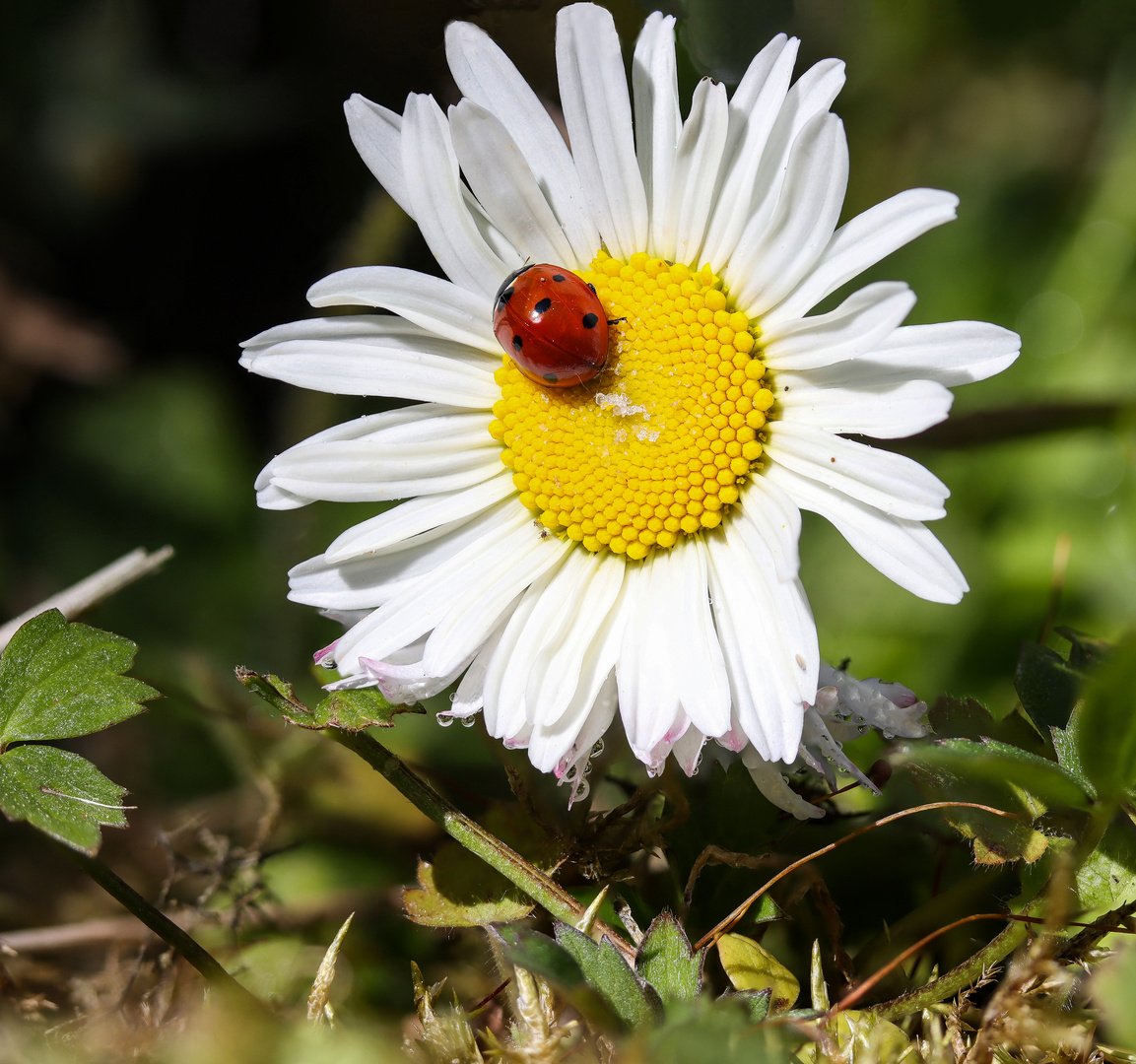 Mittwochsblümchen mit Zugabe