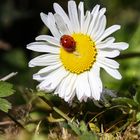 Mittwochsblümchen mit Zugabe