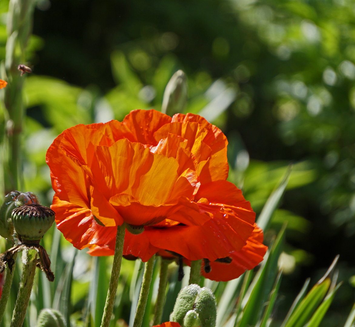 Mittwochsblümchen - Mohn