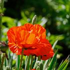 Mittwochsblümchen - Mohn