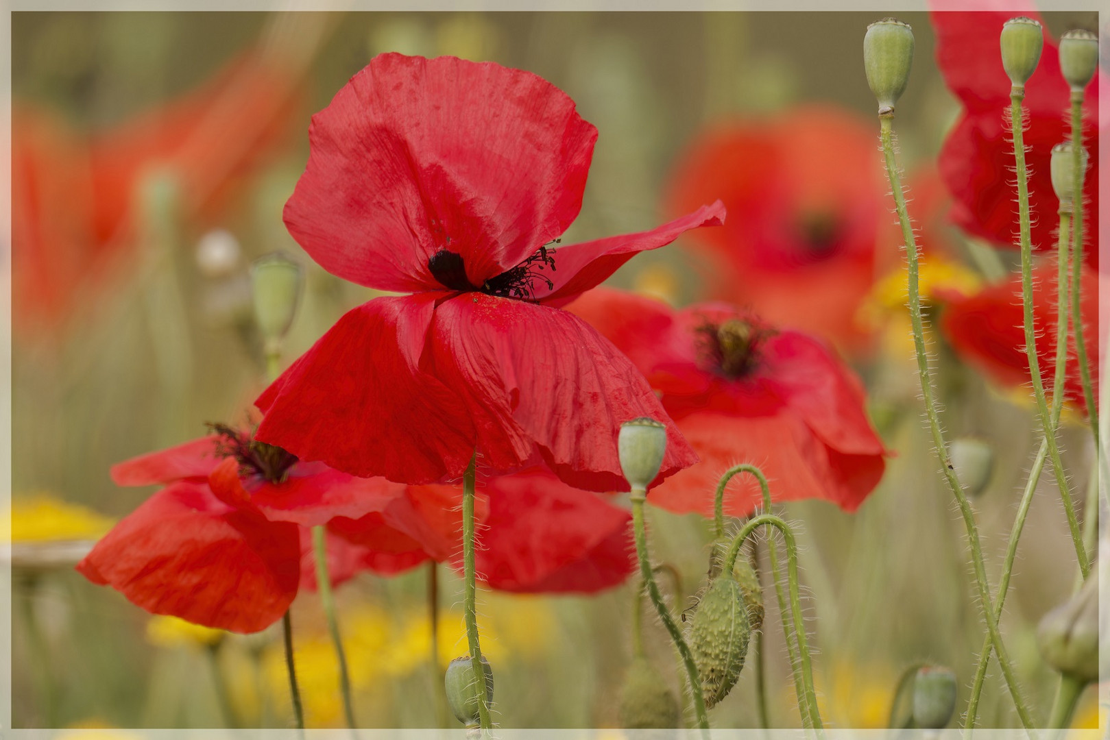 Mittwochsblümchen Mohn auf Kreta