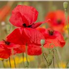 Mittwochsblümchen Mohn auf Kreta