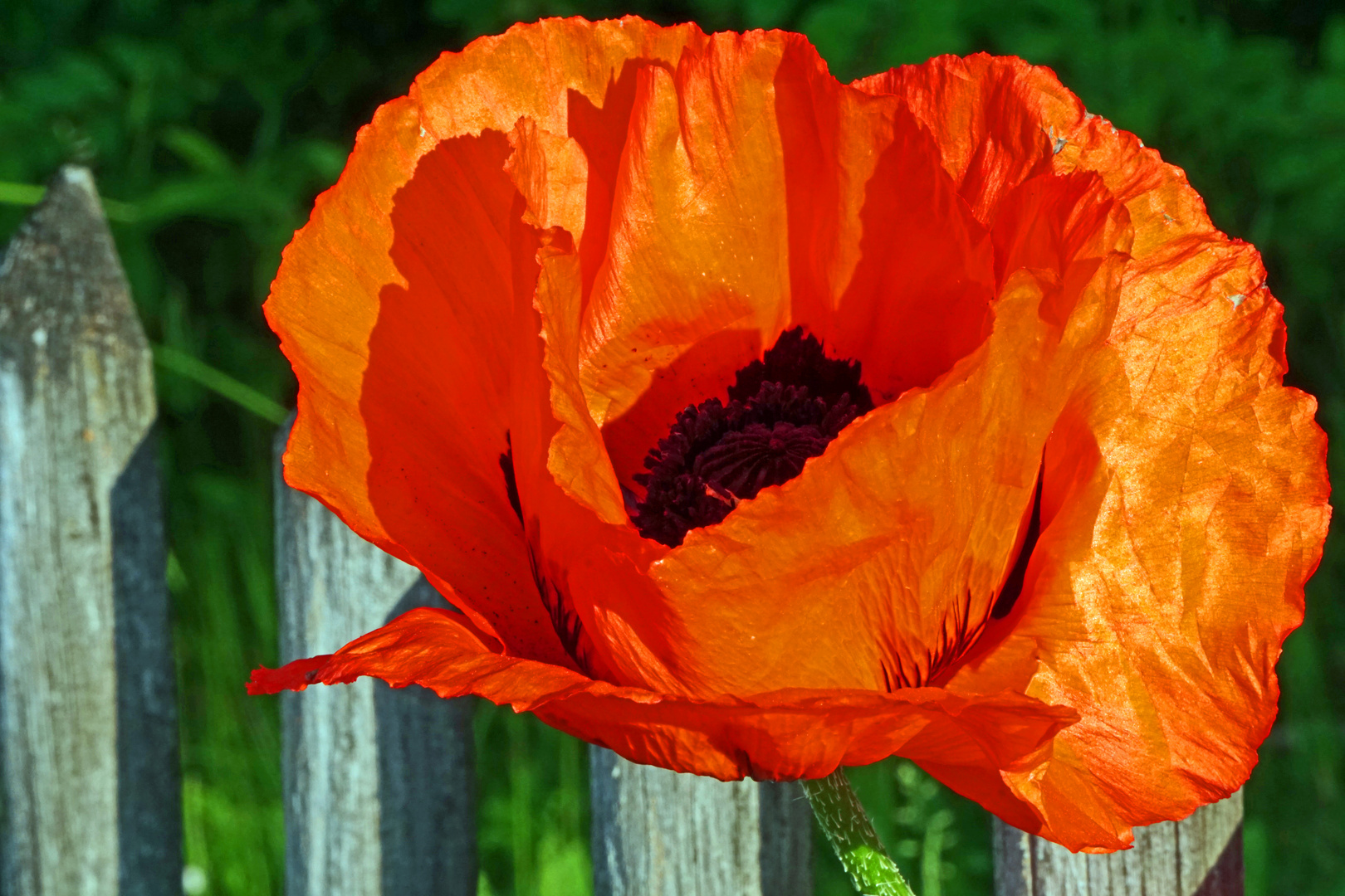 Mittwochsblümchen - Mohn