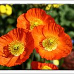 Mittwochsblümchen (Mohn)