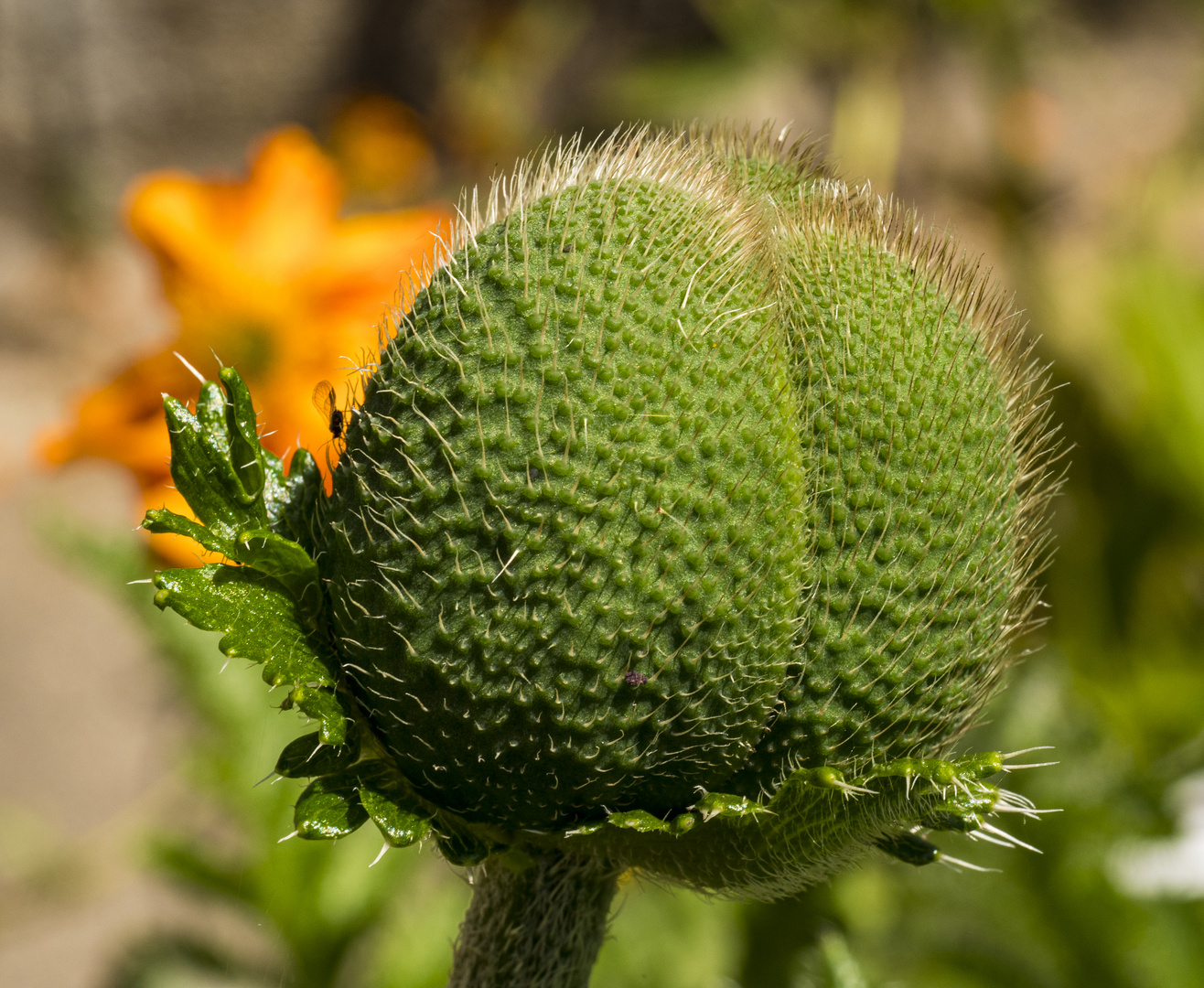 Mittwochsblümchen - Mohn