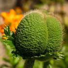 Mittwochsblümchen - Mohn