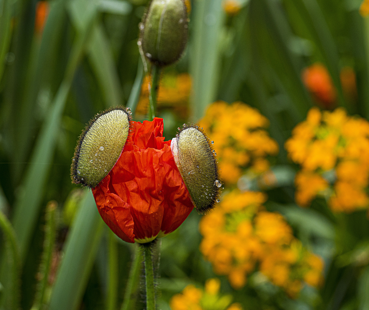 Mittwochsblümchen - Mohn mit Kopfhörer