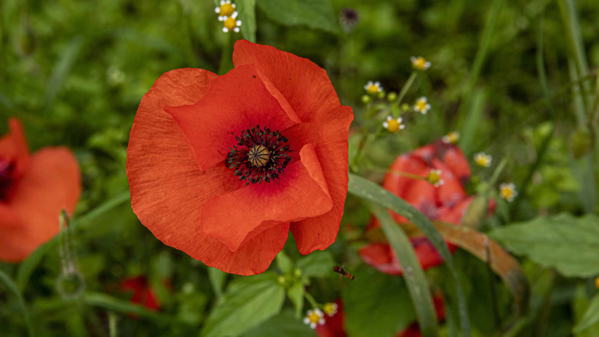 Mittwochsblümchen - Mohnblüte