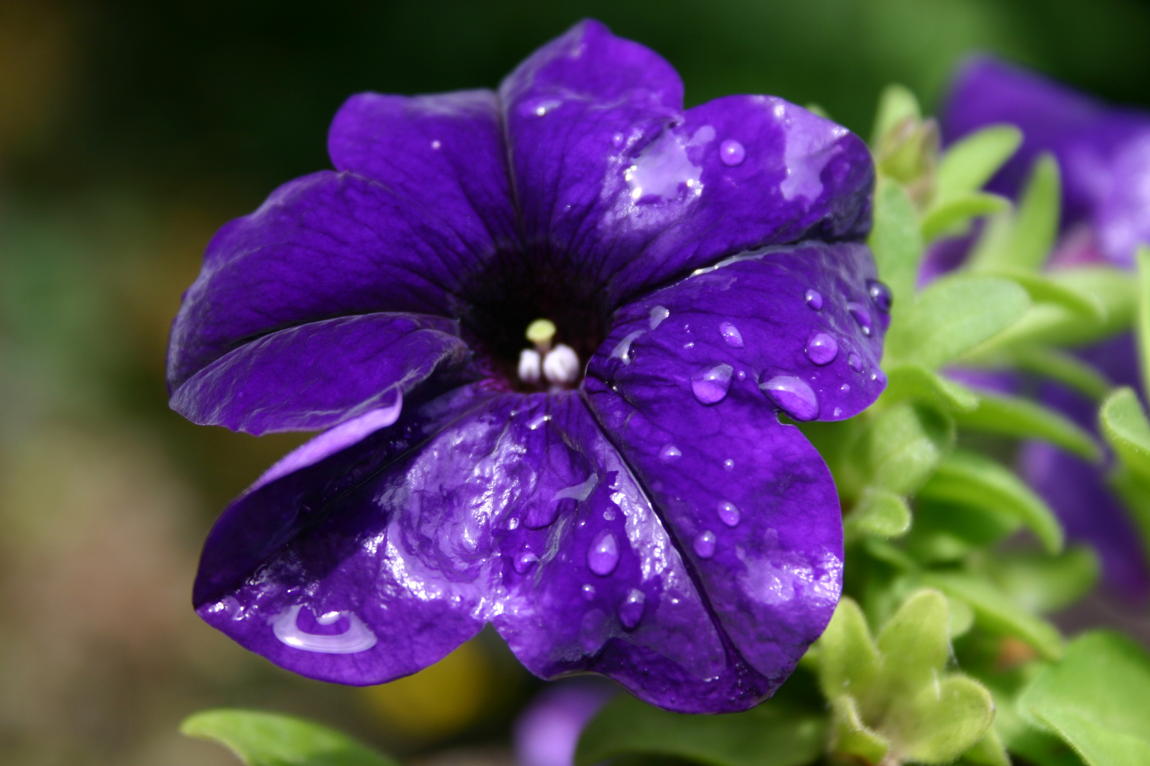 Mittwochsblümchen nach dem Regen