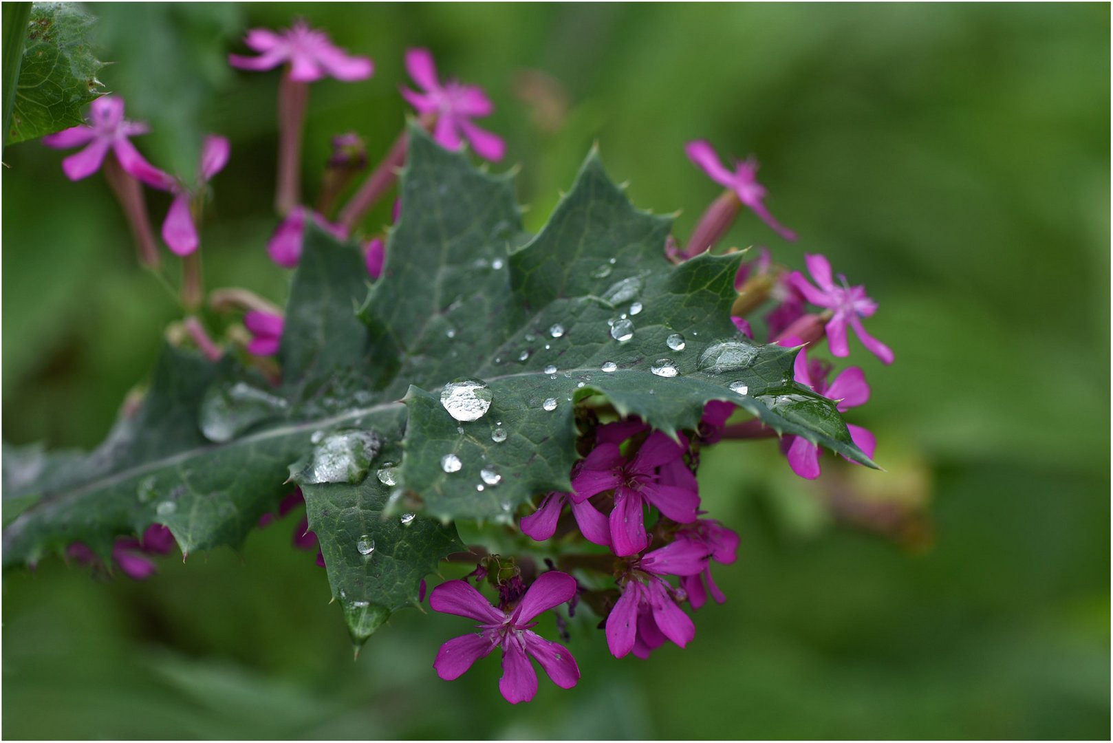 Mittwochsblümchen nach dem Regen