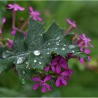 Mittwochsblümchen nach dem Regen