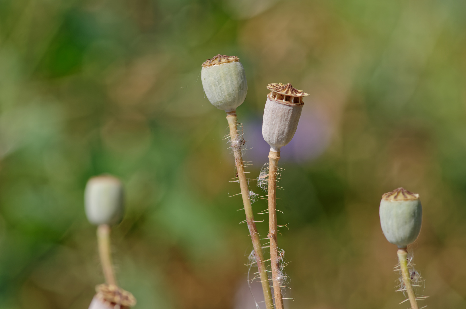 Mittwochsblümchen, nackisch