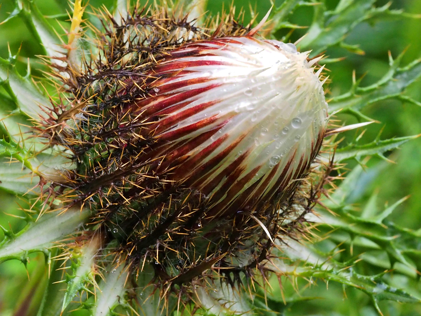 Mittwochsblümchen, naß und stachelig