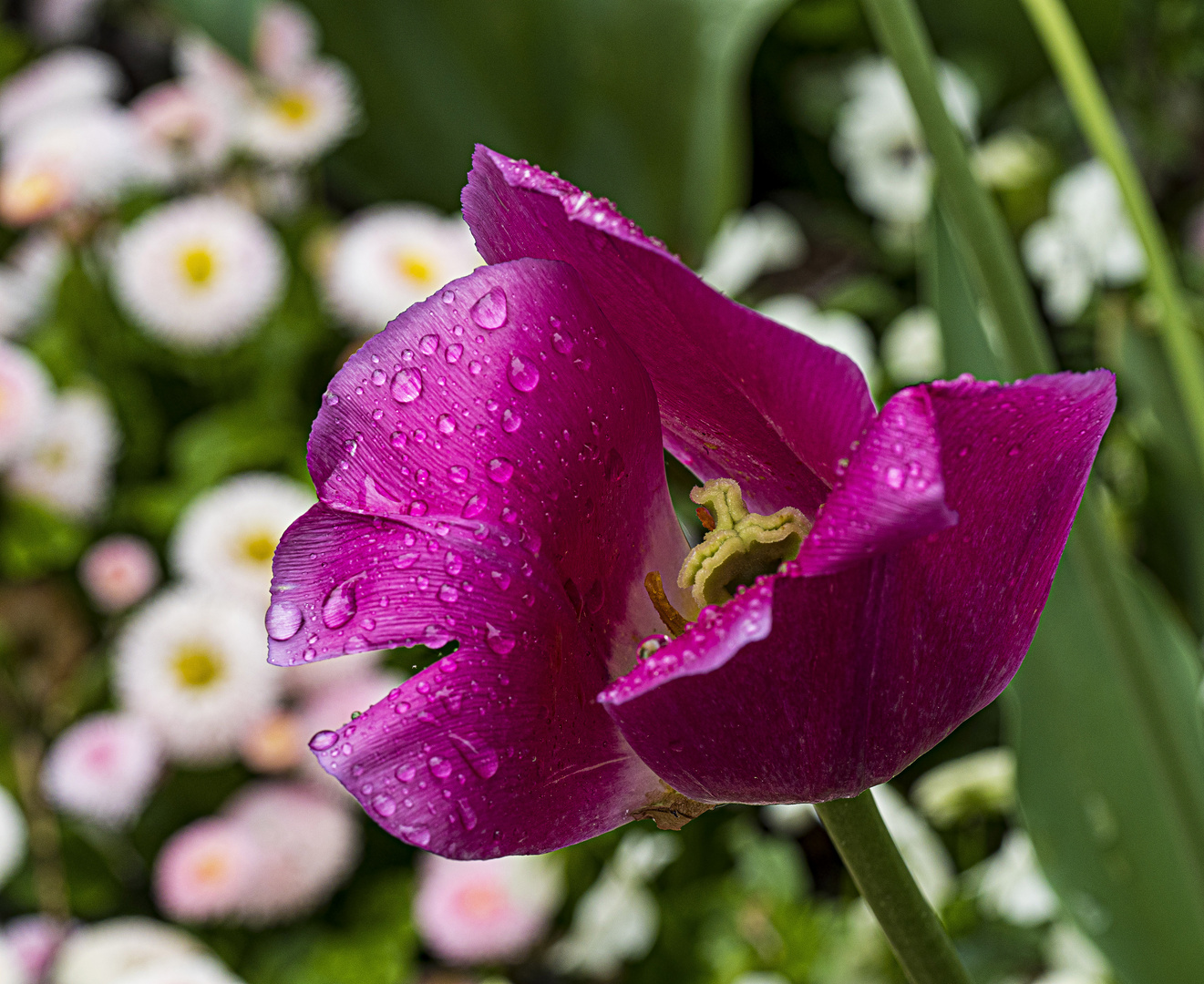 Mittwochsblümchen - nasse Tulpe