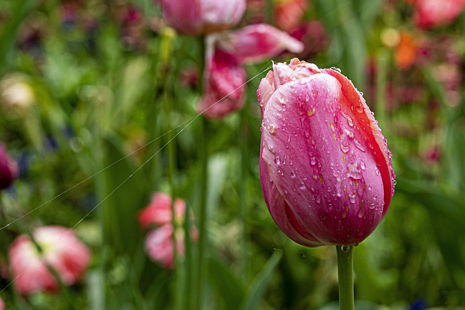 Mittwochsblümchen - nasse Tulpe mit Schnur