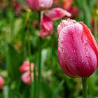 Mittwochsblümchen - nasse Tulpe mit Schnur